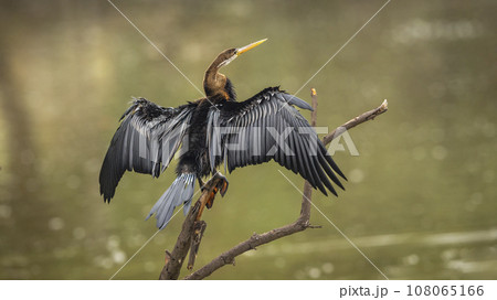 Oriental darter or Indian darter or Anhinga melanogaster back profile basking or sunning full wingspan in natural green background at keoladeo national park bharatpur bird sanctuary rajasthan india 108065166