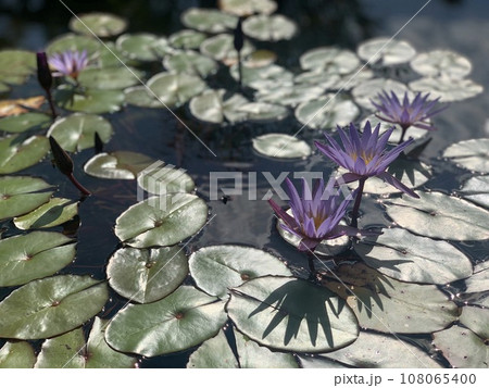 水面に浮かぶ蓮の花 108065400
