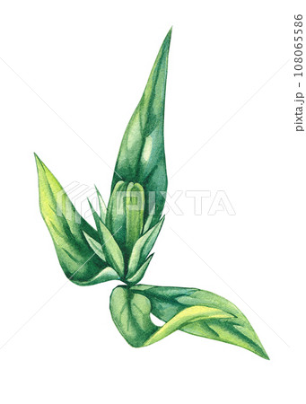 Hand drawn watercolor chicory flower 108065586