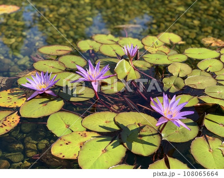 池に浮かぶ睡蓮の花 108065664