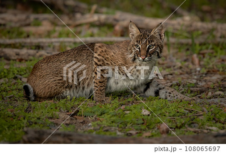 A bobcat in Everglades National Park, Florida  108065697