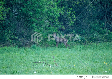 A roe deer in a green field A roe deer in a green field 108065698