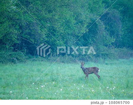 A roe deer in a green field A roe deer in a green field 108065700
