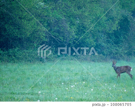 A roe deer in a green field A roe deer in a green field 108065705