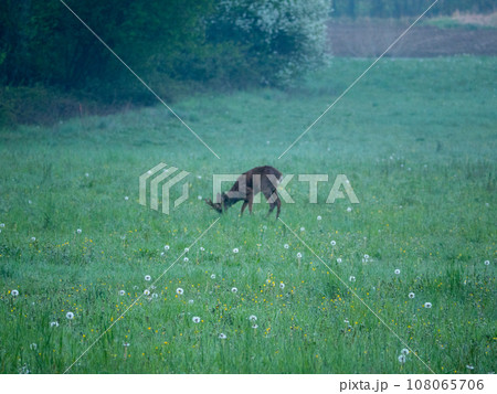A roe deer in a green field  108065706