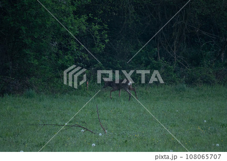 A roe deer in a green field A roe deer in a green field 108065707