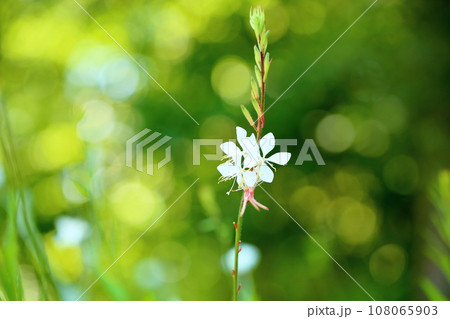 ガウラの花 ガウラの花 108065903
