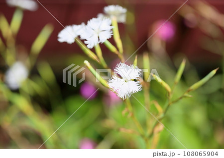 ナデシコの花 108065904
