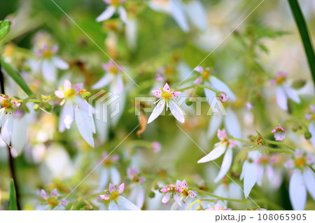 ユキノシタの花 ユキノシタの花 108065905