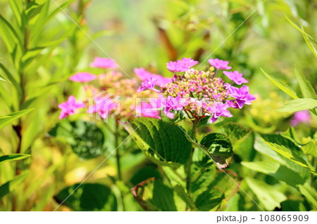 ガクアジサイの花 ガクアジサイの花 108065909