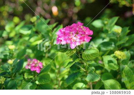 アジサイの花 108065910