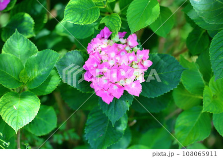 アジサイの花 アジサイの花 108065911