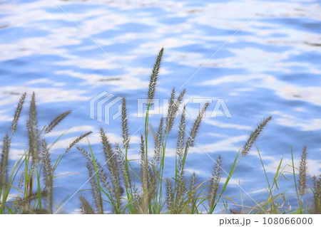 水辺に生える力芝(チカラシバ) 水辺に生える力芝(チカラシバ) 108066000