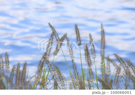 水辺に生える力芝（チカラシバ）  108066001