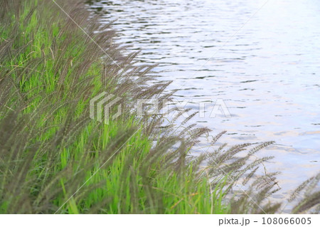 水辺に生える力芝(チカラシバ) 水辺に生える力芝(チカラシバ) 108066005