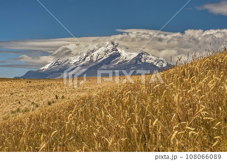Cayambe volcano with blue sky and yellow Andean paramo meadow Cayambe volcano with blue sky and yellow Andean paramo meadow 108066089