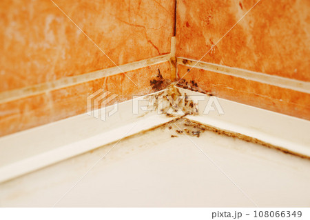 Mold at the joints in the shower. Mold at the joints in the shower. 108066349