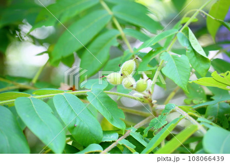 オニグルミの実 108066439