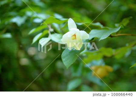 オオヤマレンゲの花 108066440