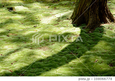 苔のクローズアップ(唐招提寺 鑑真和上開山御廟) 苔のクローズアップ(唐招提寺 鑑真和上開山御廟) 108066778