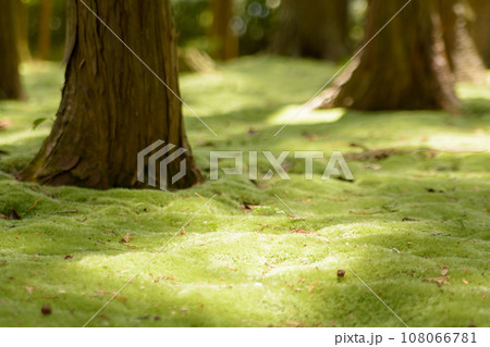 苔の絨毯（唐招提寺 鑑真和上開山御廟） 108066781