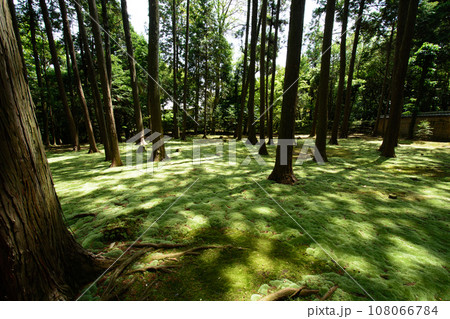 唐招提寺　苔の絨毯 108066784