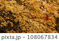 紅葉狩り 108067834