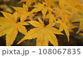 紅葉狩り 108067835
