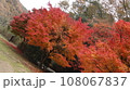 紅葉狩り 108067837