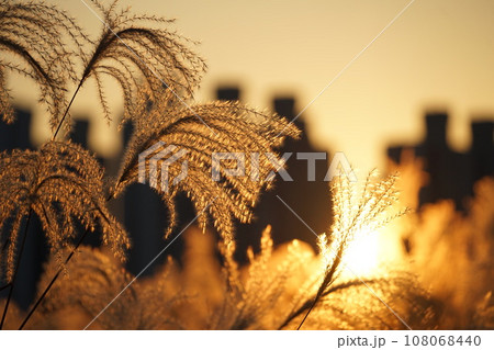 a field of reeds photographed in Korea 108068440