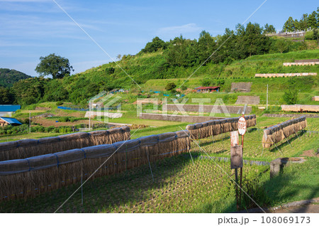 はぜ掛けのある棚田風景 原風景 はぜ掛けのある棚田風景 原風景 108069173
