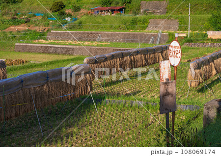 はぜ掛けのある棚田風景　富岡の棚田　収穫の季節 108069174
