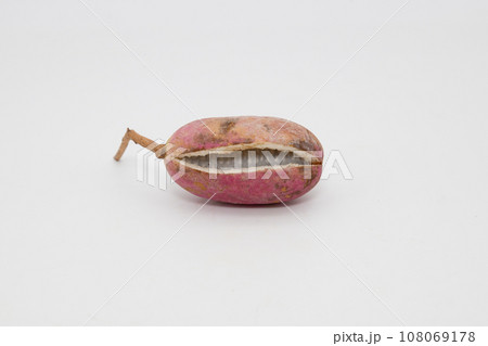 白背景に並べられているアケビ　　口を開いて中の果肉が見えているあけび 108069178