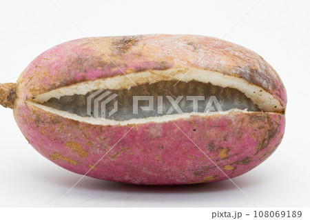 白背景に並べられているアケビ　　口を開いて中の果肉が見えているあけび 108069189