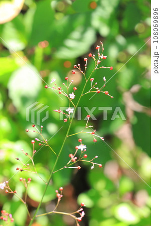 ピンク色の小さな爆蘭(ハゼラン)の花と実 ピンク色の小さな爆蘭(ハゼラン)の花と実 108069896