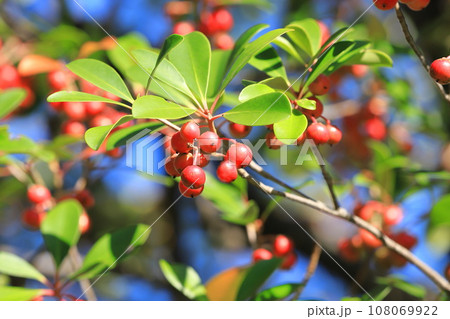 木斛（モッコク）の赤い実 108069922