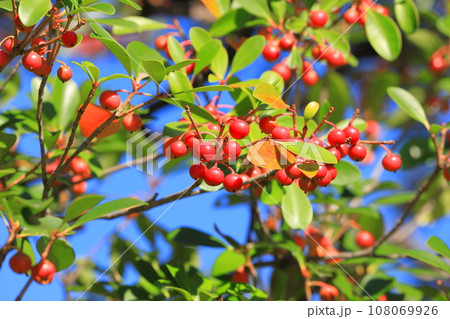 木斛(モッコク)の赤い実 木斛(モッコク)の赤い実 108069926