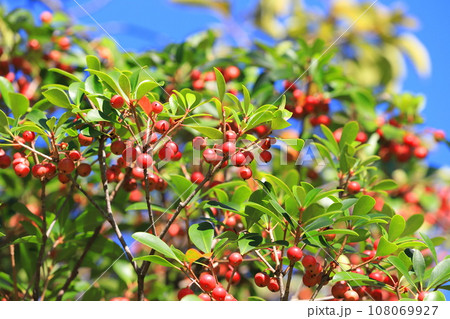 木斛（モッコク）の赤い実 108069927