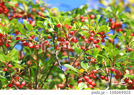 木斛（モッコク）の赤い実 108069928