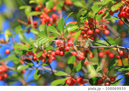 木斛(モッコク)の赤い実 木斛(モッコク)の赤い実 108069930
