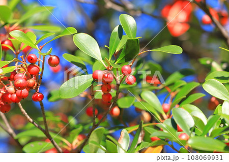 木斛(モッコク)の赤い実 木斛(モッコク)の赤い実 108069931