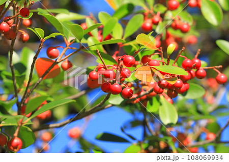 木斛(モッコク)の赤い実 木斛(モッコク)の赤い実 108069934
