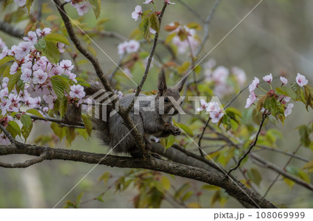 桜の木の上で木の実を食べるエゾリス 桜の木の上で木の実を食べるエゾリス 108069999