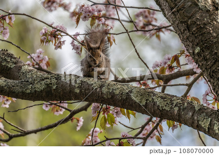 桜の木の上で木の実を食べるエゾリス 桜の木の上で木の実を食べるエゾリス 108070000