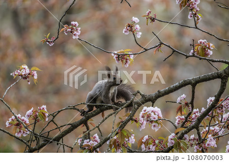 桜の木の上で散歩中のエゾリス 108070003