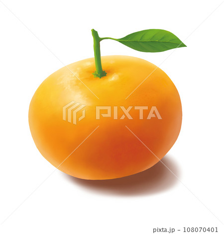 リアルなみかんのイラスト 108070401