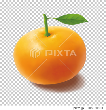 リアルなみかんのイラスト 108070401