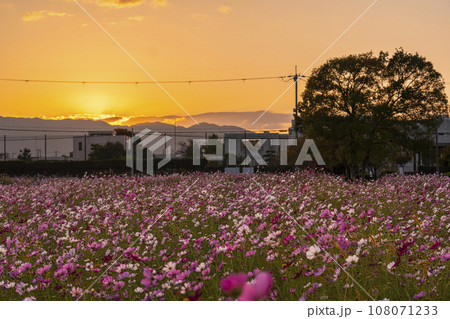 藤原宮跡　満開のコスモス（奈良県橿原市醍醐町） 108071233
