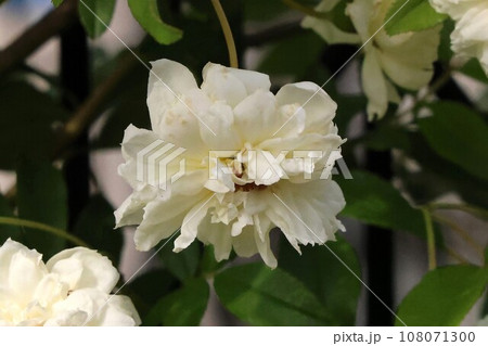 白い木香薔薇の花 108071300