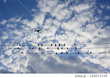 恩田川の電線にとまるハトの群れ 恩田川の電線にとまるハトの群れ 108071334